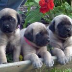Amerikansk mastiff