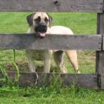 Amerikansk mastiff