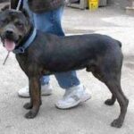 Amerikansk Panja Mastiff