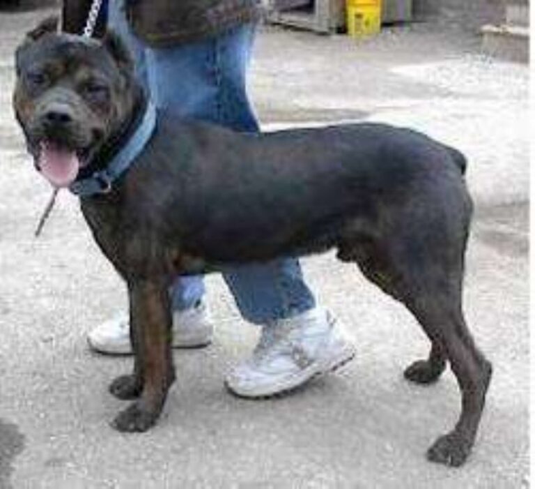 Amerikansk Panja Mastiff