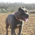Amerikansk Panja Mastiff