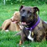 Amerikansk pitbullterrier