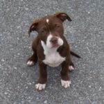 Amerikansk pitbullterrier