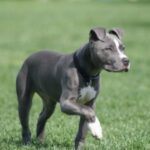 Amerikansk pitbullterrier