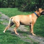 Amerikansk pitbullterrier