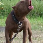 Amerikansk pitbullterrier