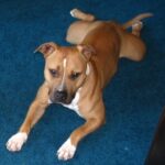Amerikansk pitbullterrier