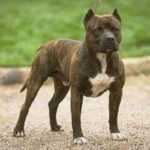 Amerikansk pitbullterrier