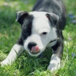 Amerikansk pitbullterrier
