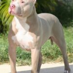 Amerikansk pitbullterrier