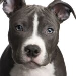 Amerikansk pitbullterrier