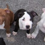 Amerikansk pitbullterrier