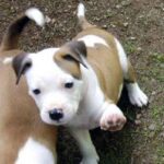 Amerikansk pitbullterrier