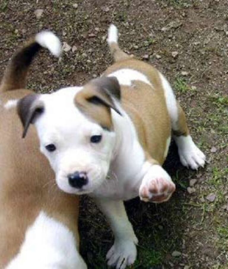 Amerikansk pitbullterrier