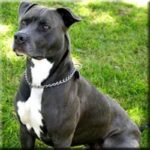 Amerikansk pitbullterrier