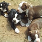 Amerikansk pitbullterrier