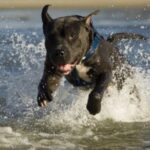 Amerikansk pitbullterrier