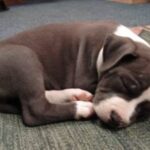 Amerikansk Staffordshire Terrier
