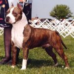 Amerikansk Staffordshire Terrier