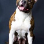 Amerikansk Staffordshire Terrier