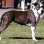 Amerikansk Staffordshire Terrier