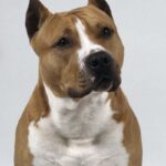 Amerikansk Staffordshire Terrier