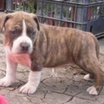 Amerikansk Staffordshire Terrier