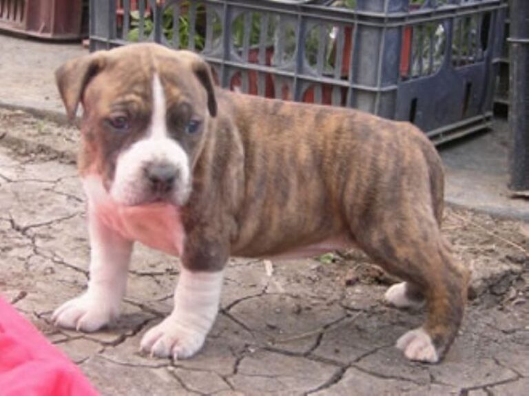 Amerikansk Staffordshire Terrier