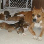 Amerikansk Staffordshire Terrier