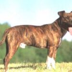 Amerikansk Staffordshire Terrier