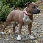 Amerikansk Staffordshire Terrier