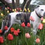 Amerikansk Staffordshire Terrier