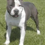 Amerikansk Staffordshire Terrier