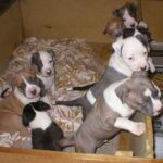 Amerikansk Staffordshire Terrier