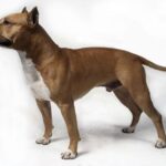 Amerikansk Staffordshire Terrier