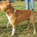 Amerikansk Staffordshire Terrier