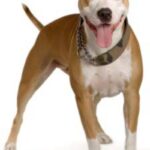 Amerikansk Staffordshire Terrier