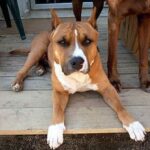 Amerikansk Staffordshire Terrier
