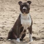 Amerikansk Staffordshire Terrier