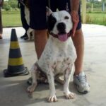 Amerikansk Staffordshire Terrier