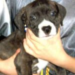 Amerikansk Staffordshire Terrier