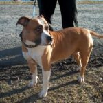 Amerikansk Staffordshire Terrier