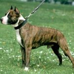 Amerikansk Staffordshire Terrier