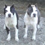 Amerikansk Staffordshire Terrier