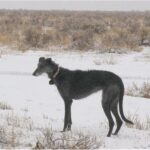 Amerikansk staghund