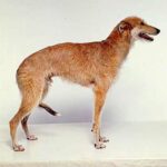 Amerikansk staghund
