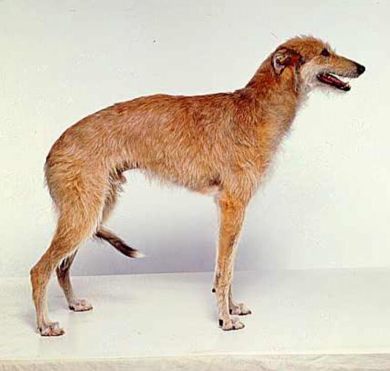 Amerikansk staghund