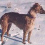Amerikansk staghund