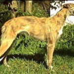 Amerikansk staghund