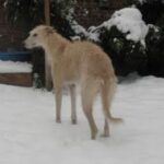 Amerikansk staghund